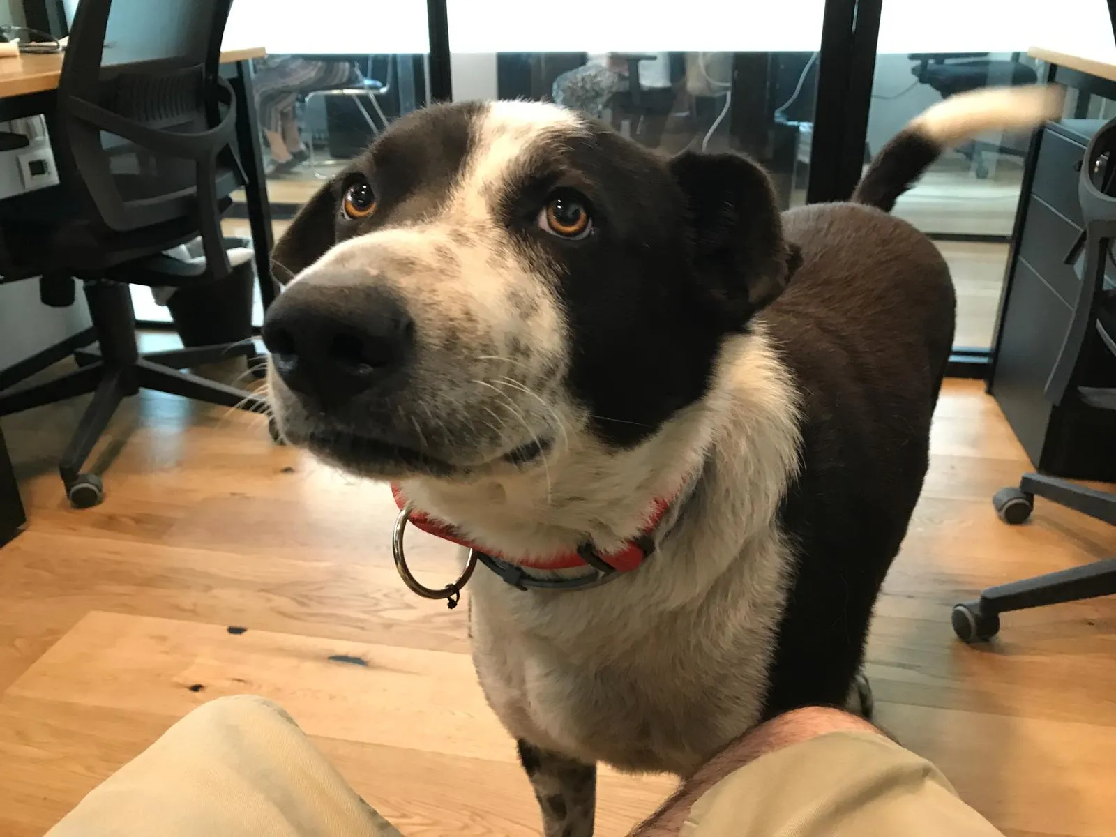 Dubi the dog at the office