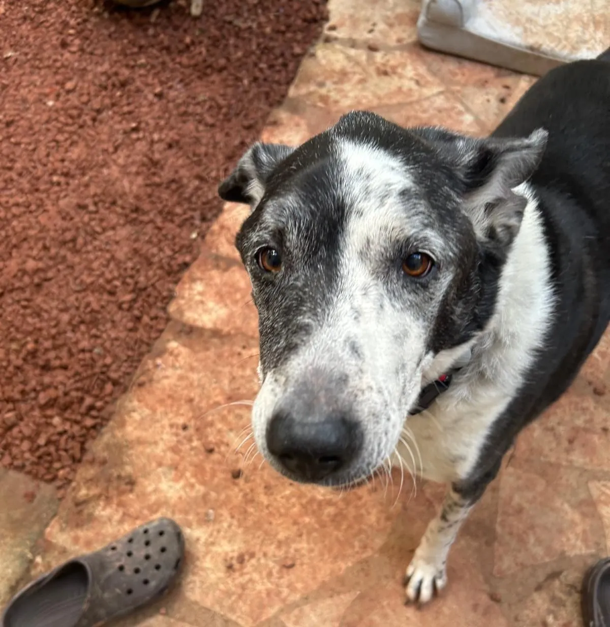 Dubi, a 13-year-old dog, watching with patient skepticism as tent assembly begins