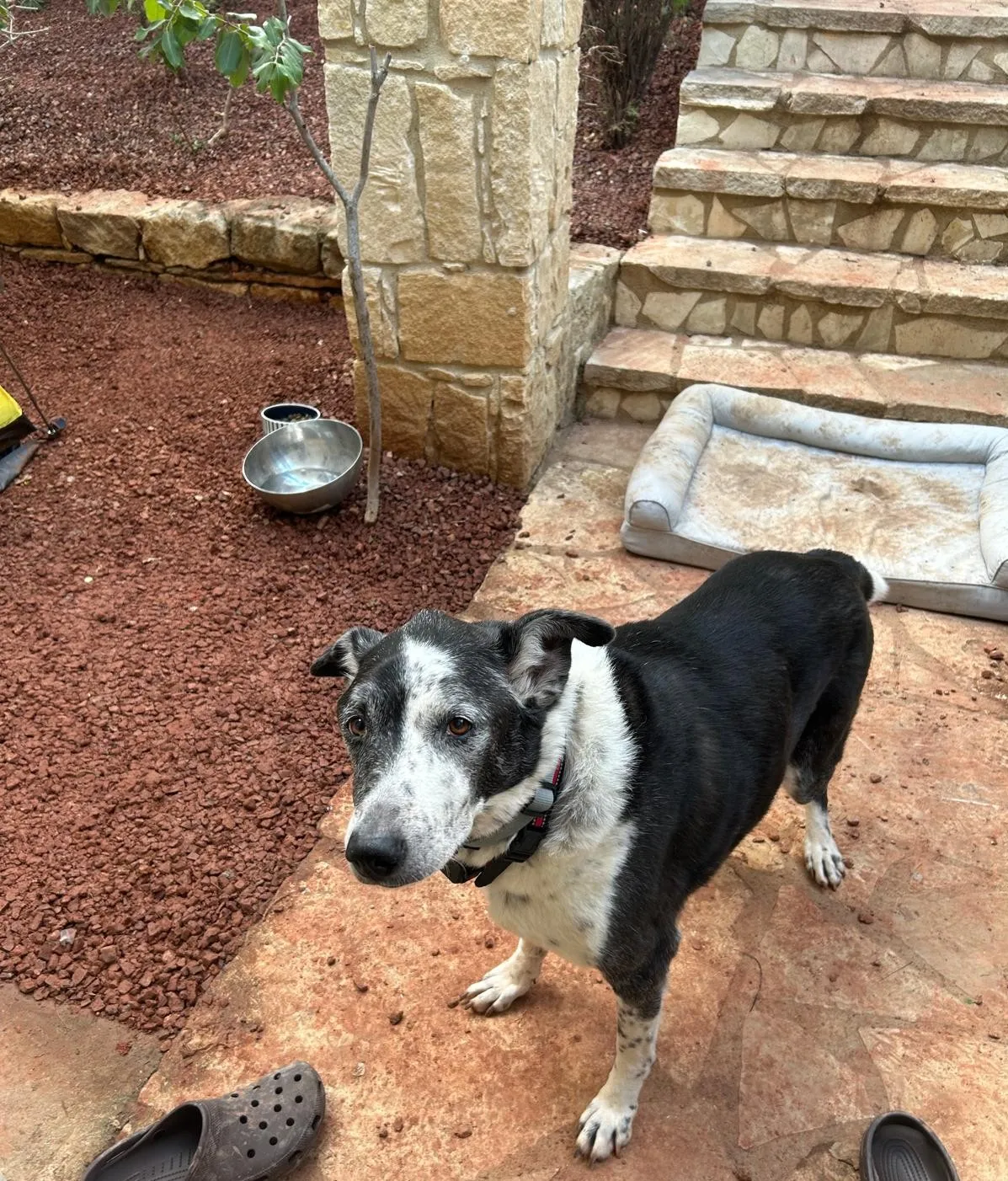 Dubi resting contentedly in his new shelter